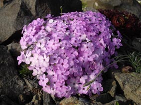 Phlox douglasii 'Eva'